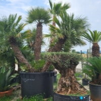 palmy cykasy olivovniky